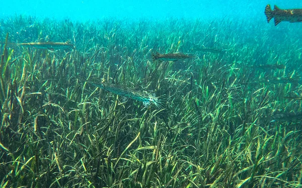 Skola Gar Fish Rainbow River Belägen Dunnellon Florida — Stockfoto