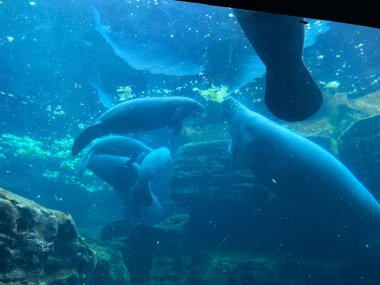 Orlando, FL / USA-6 / 19 / 20: Manatee 'nin yediği ve yüzdüğü tank Orlando, FL.