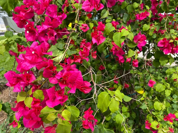 Luminosi Cespugli Azalea Rosa Caldo Vibrante Con Foglie Verdi Che — Foto Stock