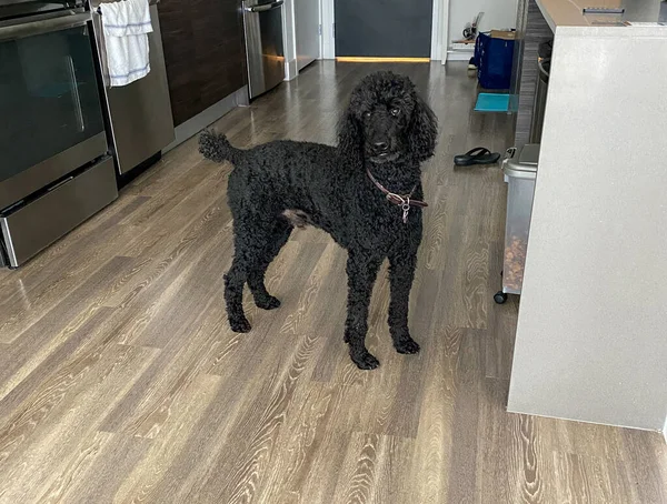 A purebred black standard poodle standing in a kitchen in a home.