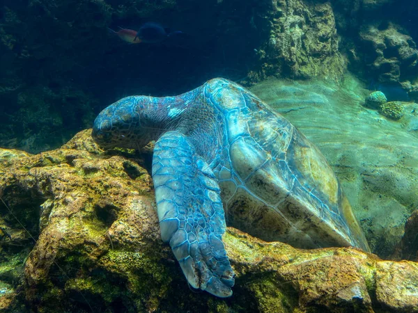 Tartaruga Marinha Comendo Fora Coral Grande Tanque Água Salgada Zoológico — Fotografia de Stock