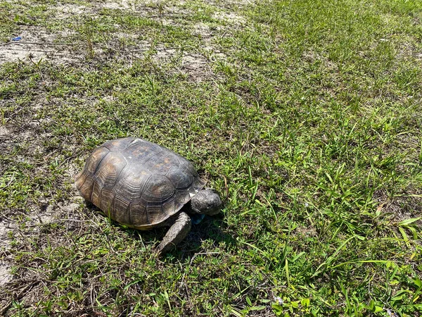 Gopher Tortoise Walking Grassy Area Florida — Stock Photo, Image
