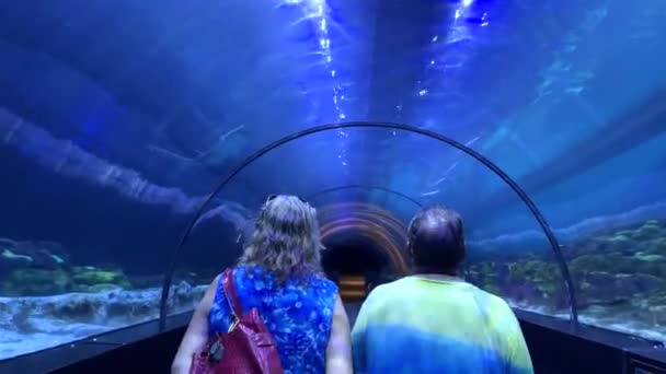 Orlando, Florida 'daki Seaworld' deki köpekbalığı tünelinden geçen insanlar. — Stok video