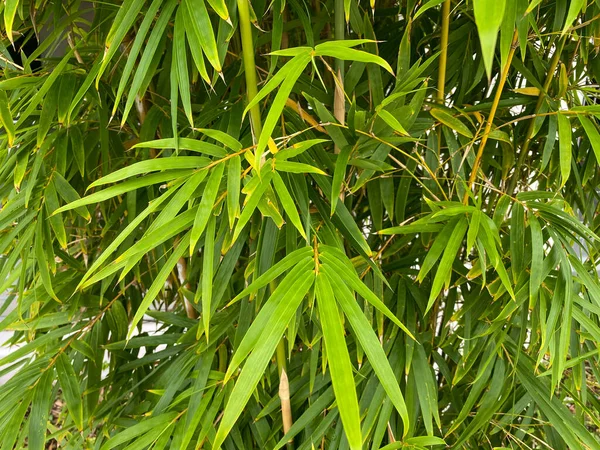 Green Tropical Bamboo Fronds Which Can Used Art Background — Stock Photo, Image