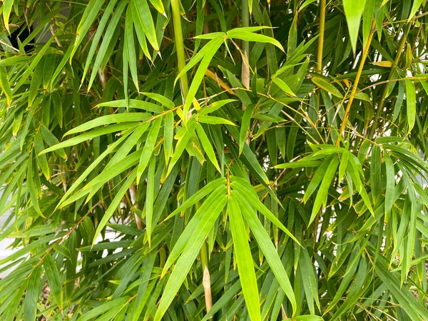 Зеленые Тропические Бамбуковые Листва Которые Могут Использованы Качестве Искусства Фона — стоковое фото