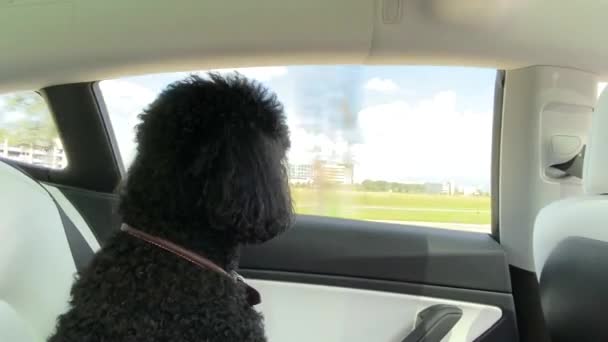 Ένα Μαύρο Κανίς Που Μπαίνει Στο Αμάξι Σαν Κάποιος Που — Αρχείο Βίντεο