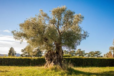 Mavi gökyüzü olan bir bahçede tek bir ağaç