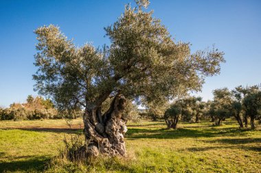 Mavi gökyüzü olan bir bahçede tek bir ağaç