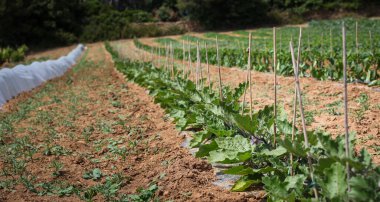 Tarlalarda yapraklar olan tarlalar
