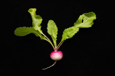 Siyah arkaplanda doğal turp