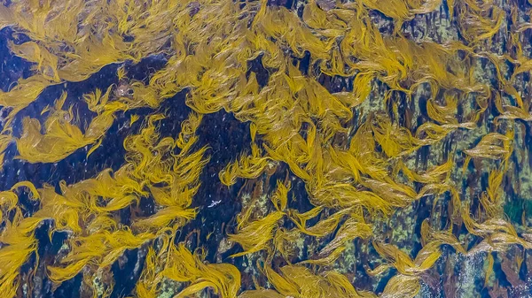 Deniz zemininde sarı yosun dokusu