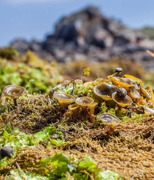Yosun ve köpüğü kapat.