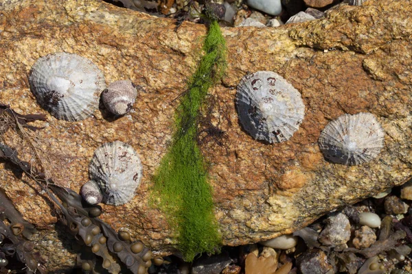 Bir kayanın üzerindeki deniz kabuklarını kapat.