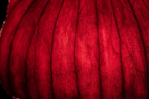 kırmızı ahşap doku (kırmızı oignon teni)