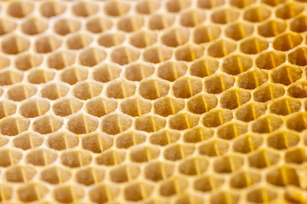 bal peteği dikişsiz desen arka plan Arı yok