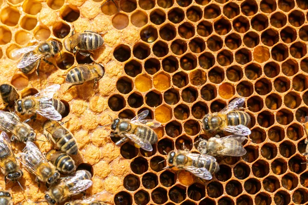 Kovandaki arıları kapatın.