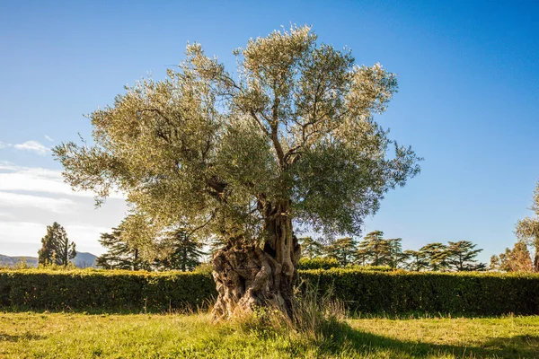 Mavi gökyüzü olan bir bahçede tek bir ağaç