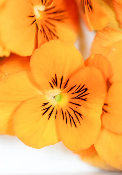 Turuncu çiçekli makrofotoğrafçılık