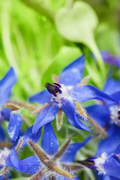 Beyaz arkaplana kurulmuş bitki izole edildi