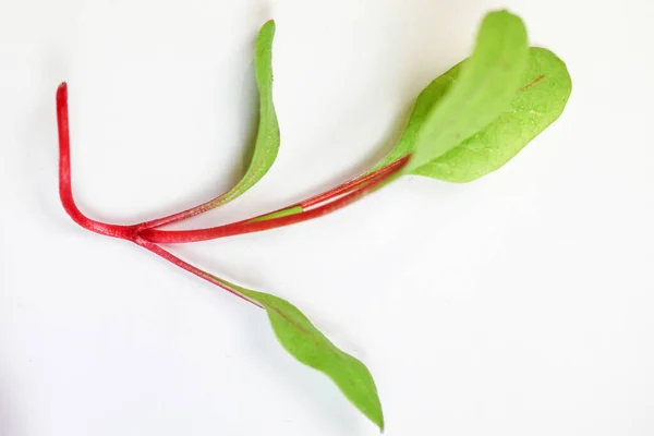 Beyaz arkaplana kurulmuş bitki izole edildi