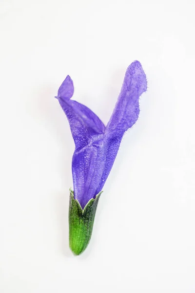 Beyaz arkaplana kurulmuş bitki izole edildi