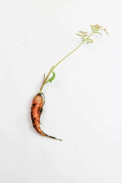 Beyaz zemin üzerinde havuç izole