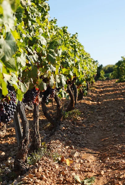 Vineyard Path Rural South France — Stock Photo, Image