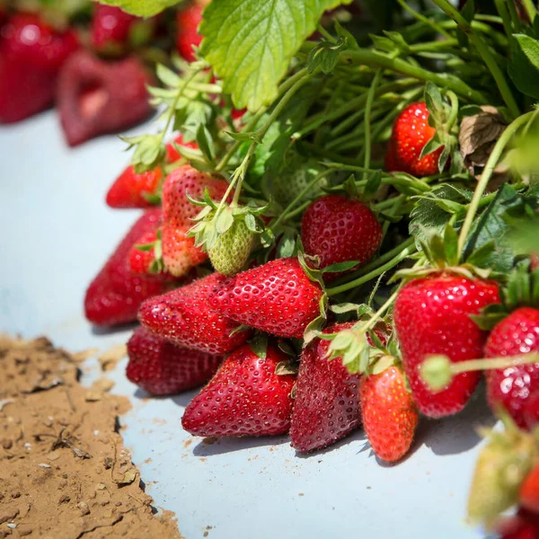 Beyaz arka planda yaprakları olan çilekler