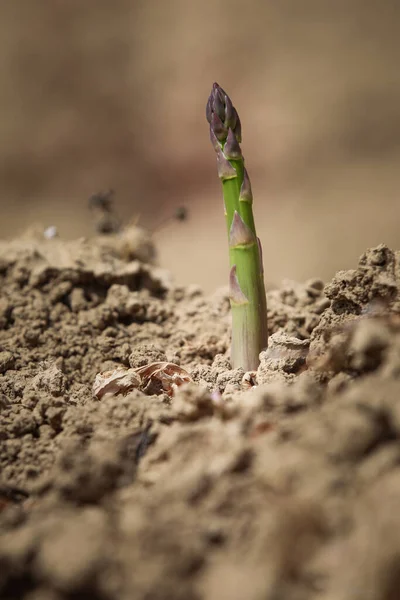  Yerdeki kuşkonmazın makrofotoğrafçılığı