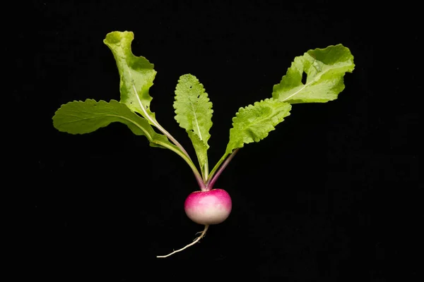 Siyah arkaplanda doğal turp