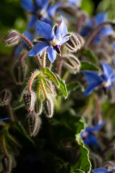  Bulanık arkaplanda doğal mavi çiçek