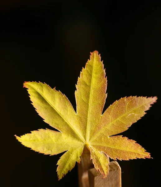 Bir blok arkaplanda doğal sarı sonbahar yaprağı