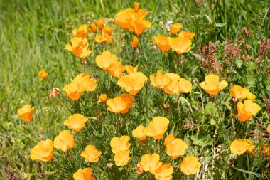  Bir tarlada sarı çiçekler