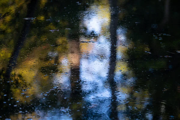 Ormandaki su birikintisindeki yağmur damlaları