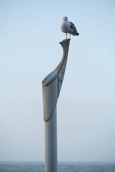 Martı denizin ortasına tünedi.