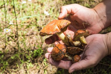 Bir erkek mantar avuçlarında tutar. Sarı-altın şapkalı yenilebilir küçük mantarlar toplar. Şapkaya çam iğneleri yapışmış.. 