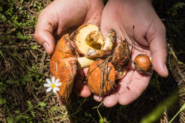 Erkek mantar avuçlarında tutar. Sarı-altın şapkalı yenilebilir küçük mantarlar toplar. Şapkaya çam iğneleri yapışmış.. 