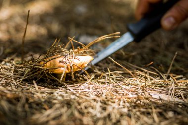 Çam ormanında küçük kahverengi bir mantar düşmüş ladin iğnelerinden oluşan yoğun bir tabakanın içinden filizlendi. Mantar mantarı siyah saplı keskin bir bıçakla nazikçe keser.. 