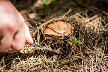 Çam ormanında küçük kahverengi mantar, sık bir katman düşmüş ladin iğnelerinin arasından filizlendi. Mantar keskin bir bıçakla nazikçe keser..