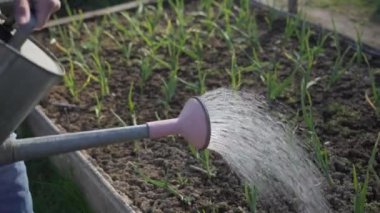 Bahçıvan sulama suları bahçe yatağında taze soğan tohumları filizlendirebilir.