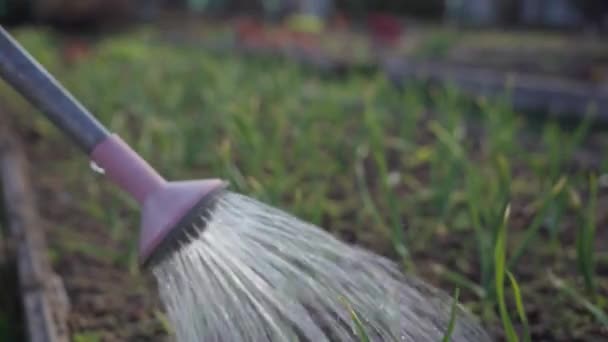 Waterstralen uit een gieter douchen zaailingen van jonge uien in het tuinbed — Stockvideo