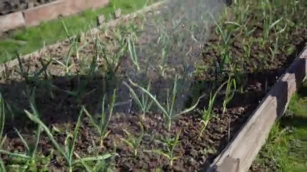 I getti d'acqua da un'annaffiatura possono ricoprire piantine di cipolle giovani nel letto di giardino — Video Stock