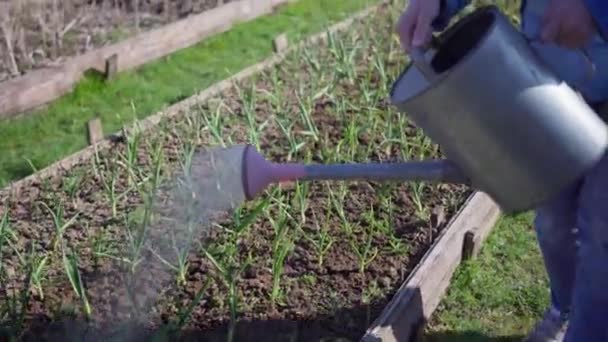 Садовник идет воды от полива может рассады молодой лук в саду кровать — стоковое видео