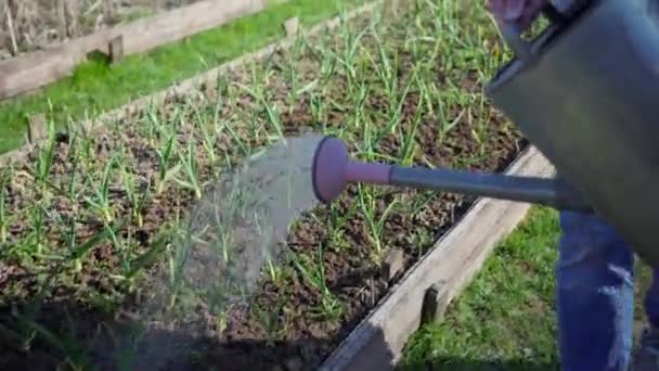 Il giardiniere va acque da annaffiamento può piantine di cipolle giovani in letto di giardino — Video Stock