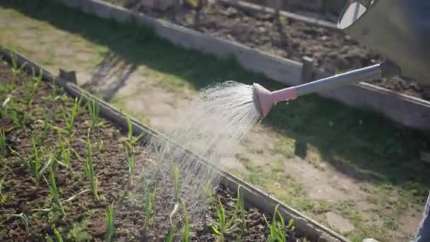 Tuinman gaat water van gieter zaailingen van jonge uien in tuinbed — Stockvideo