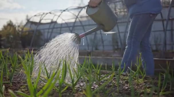 Jardinero va aguas de regadío puede plántulas de cebollas jóvenes en cama de jardín — Vídeo de stock