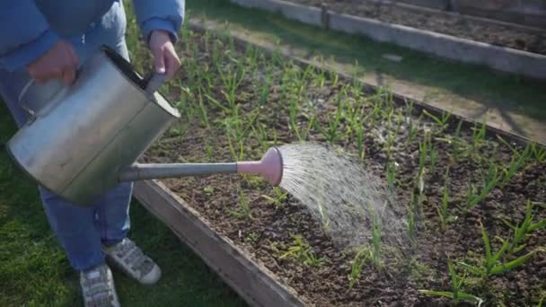 Trädgårdsmästare vatten från vattning burk plantor av unga lök i trädgården säng — Stockvideo