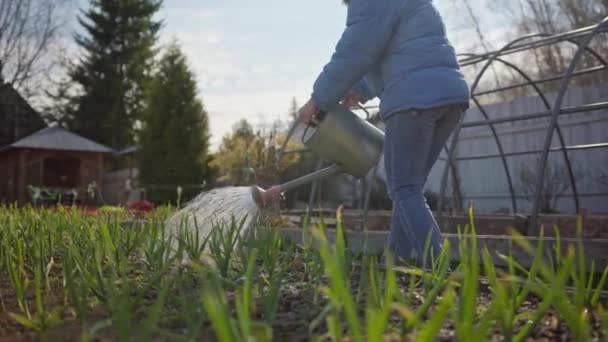 Jardineiro vai águas de molhar pode mudas de cebolas jovens na cama de jardim — Vídeo de Stock