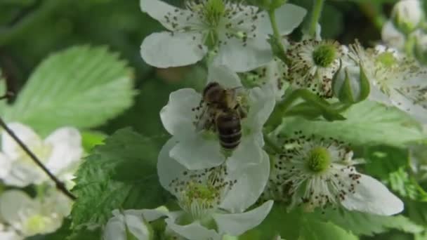 Bee flying from flower to flowers to spread pollen. — Stock Video