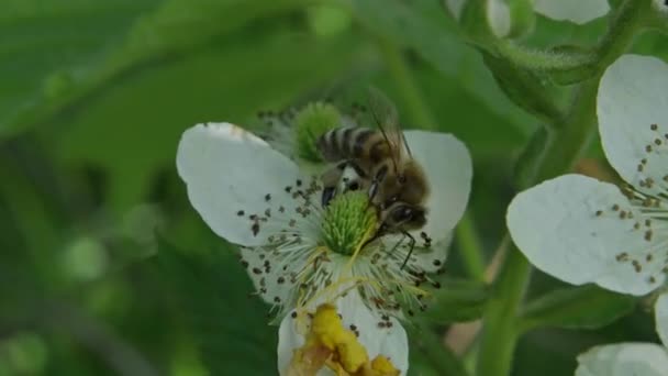 Arılar çiçekten çiçeğe uçar polenleri yaymak için. — Stok video